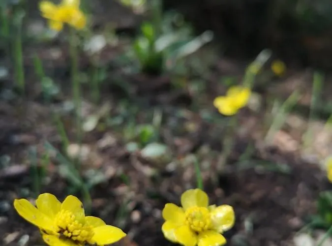 Maore Luxury & Affittacamere