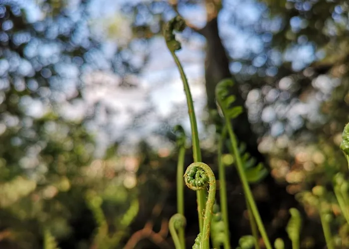 Maore Luxury & 招待所 Làconi